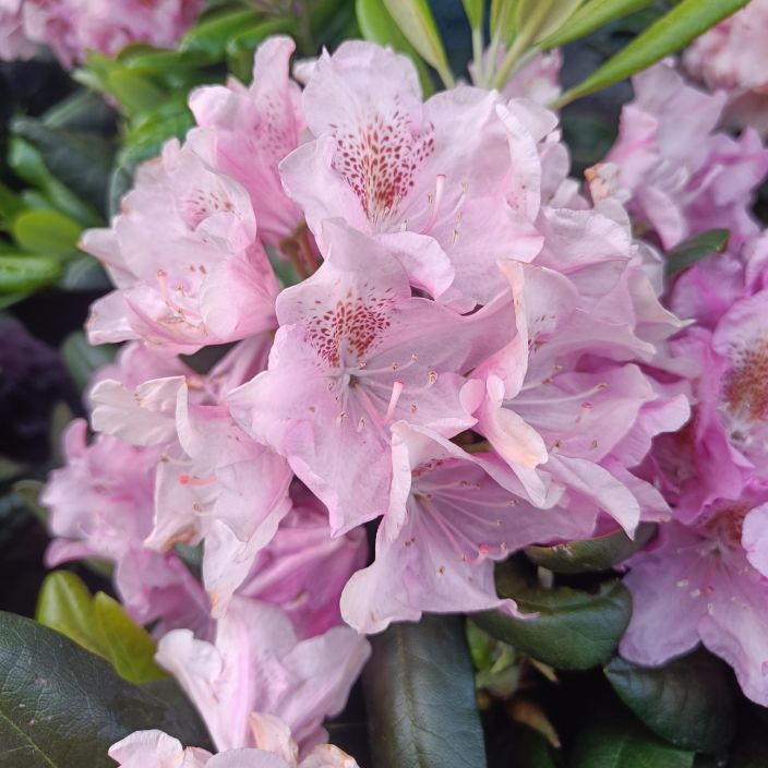 ALPPIRUUSU 'HELSINGIN YLIOPISTO' Rhododendron Tigerstedtii-R 'Helsingin Yliopisto' 30-40 cm Vaaleanpunakukkainen, korkeahko ALPPIRUUSU 'HELSINGIN YLIOPISTO' Rhododendron Tigerstedtii-R 'Helsingin Yliopisto' 30-40 cm Vaaleanpunakukkainen, korkeahko