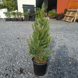 KARTIOVALKOKUUSI 'CONICA' Picea glauca 'Conica' 60-80 cm