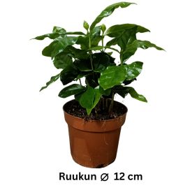 KAHVI 'ARABICA' Coffea arabica P12