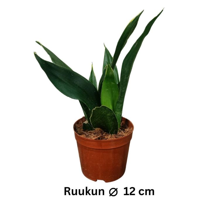 ANOPINKIELI 'BLACK DIAMOND' Dracaena (ent. Sansevieria) 'Black Diamond' P12 Tummanvihrealehtinen anopinkieli