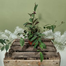 KIRJOSOIHTUKÖYNNÖS Aeschynanthus marmoratus P12