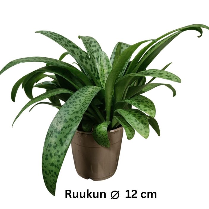 TAPLIKKI Drimiopsis kirkii P12 Vanhan ajan huonekasvi TAPLIKKI Drimiopsis kirkii P12 Vanhan ajan huonekasvi