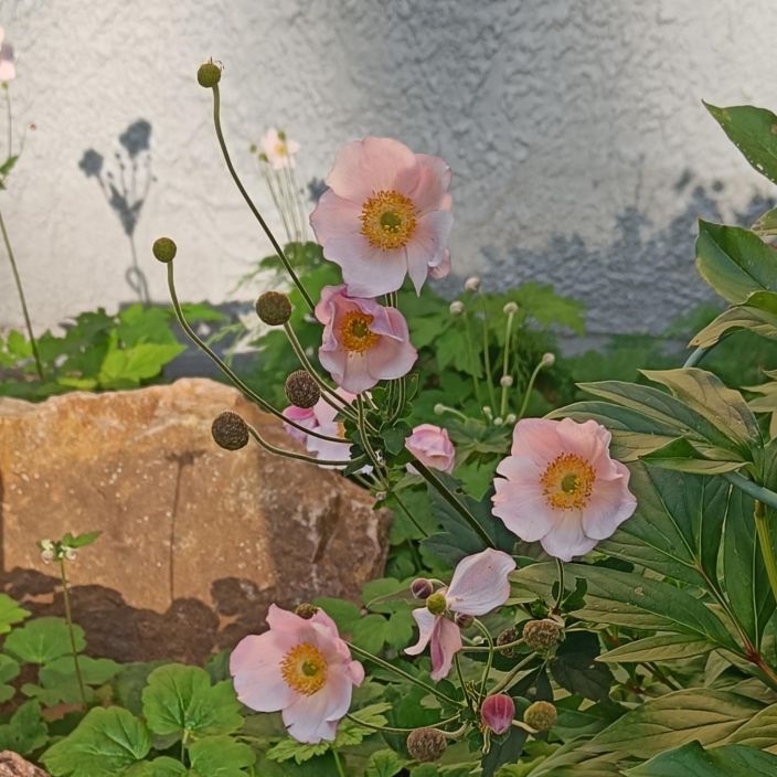 HOPEASYYSVUOKKO Anemone tomentosa 'Robustissima' P10 Loppukesalla kukkiva vuokko HOPEASYYSVUOKKO Anemone tomentosa 'Robustissima' P10 Loppukesalla kukkiva vuokko