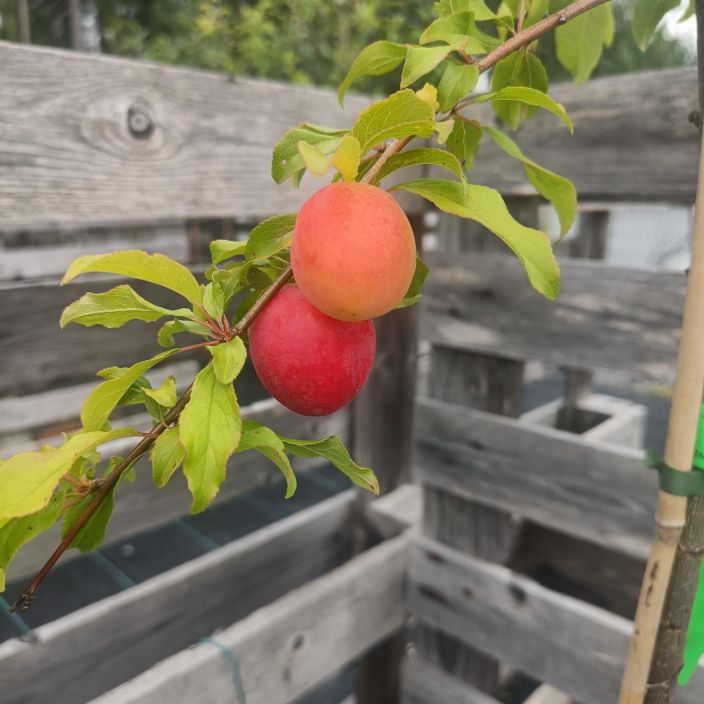 KIRSIKKALUUMU 'KOMETA' Prunus cerasifera 'Kometa' AT 7,5L Satoisa, pienehkoksi jaava kirsikkaluumu // VAIN NOUTO KIRSIKKALUUMU 'KOMETA' Prunus cerasifera 'Kometa' AT 7,5L Satoisa, pienehkoksi jaava kirsikkaluumu // VAIN NOUTO