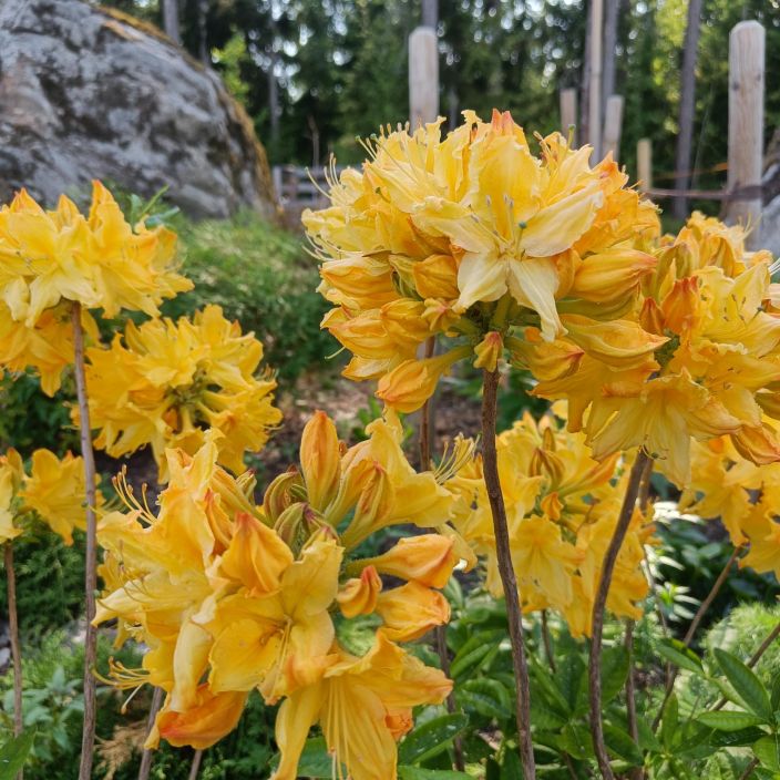 REVONTULIATSALEA 'GOLDEN LIGHTS' Rhododendron  'Golden Lights' 30-40 cm tuotekuva 1