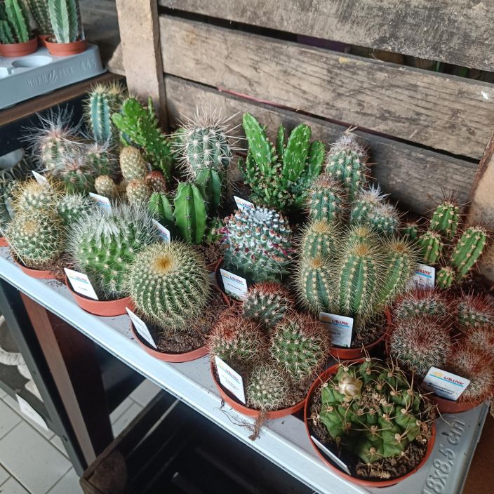 KAKTUS mix P8,5 Erilaisia kaktuksia nimikylttien kanssa KAKTUS mix P8,5 Erilaisia kaktuksia nimikylttien kanssa