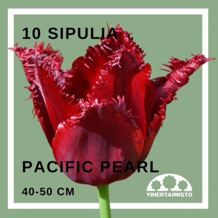 TULPPAANI 'PACIFIC PEARL' Tulipa 'Pacific Pearl' 10 sipulia 10 sipulia pussissa TULPPAANI 'PACIFIC PEARL' Tulipa 'Pacific Pearl' 10 sipulia 10 sipulia pussissa