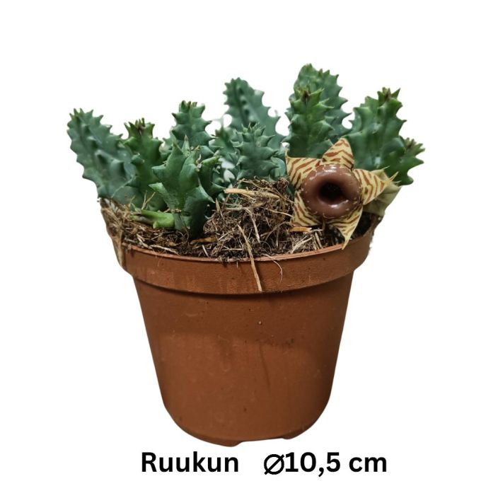 MEHIKASVI Huernia confusa P10,5 Raatokukkien sukulainen, jonka kukka haisee lahelta haisteltuna pahalta / Ei valttamatta