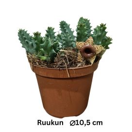 MEHIKASVI Huernia confusa P10,5