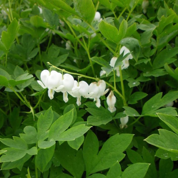 SARKYNYTSYDAN 'ALBA' Lamprocapnos spectabilis 'Alba' P10 Perenna, jonka valkoiset kukat ovat kuin sarkyneita sydamia SARKYNYTSYDAN 'ALBA' Lamprocapnos spectabilis 'Alba' P10 Perenna, jonka valkoiset kukat ovat kuin sarkyneita sydamia