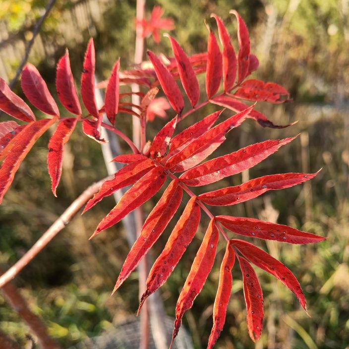TUURENPIHLAJA Sorbus aucuparia 'Dodong' 125-150 cm Pihlaja, jonka leiskuvanoranssi syysvaritys on upea! / VAIN NOUTO TUURENPIHLAJA Sorbus aucuparia 'Dodong' 125-150 cm Pihlaja, jonka leiskuvanoranssi syysvaritys on upea! / VAIN NOUTO