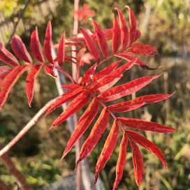 TUURENPIHLAJA Sorbus aucuparia 'Dodong' 150-200 cm