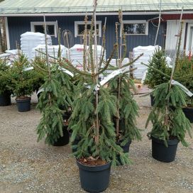 PURPPURASURUKUUSI Picea abies 'Punapaula' 80-100 cm