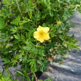 PENSASHANHIKKI 'TERVOLA' Dasiphora fruticosa 'Tervola' AT 3L