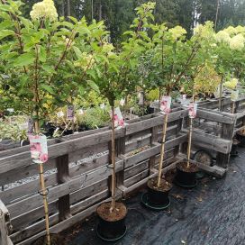 SYYSHORTENSIA 'VANILLE FRAISE' Hydrangea paniculata 'Vanille Fraise' runko 90 cm