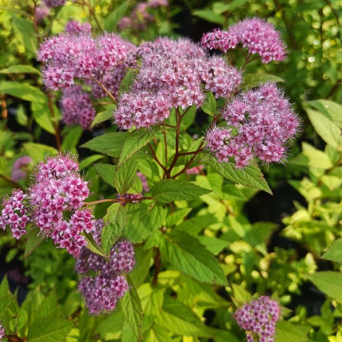 RUUSUANGERVO Spiraea japonica 'Froebelii' AT 1,5L VAIN NOUTO / Punertavakukkainen angervolajike RUUSUANGERVO Spiraea japonica 'Froebelii' AT 1,5L VAIN NOUTO / Punertavakukkainen angervolajike