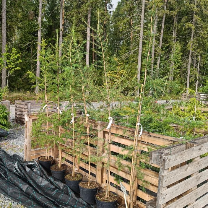 SIPERIANLEHTIKUUSI Larix sibirica 150-200 cm Havupuu, joka kasvattaa ja tiputtaa uudet neulaset joka vuosi. / VAIN NOUTO