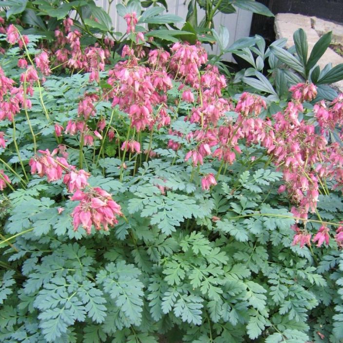 KESAPIKKUSYDAN Dicentra formosa P9 Pitkaan kukkiva, vaatimaton perinneperenna. KESAPIKKUSYDAN Dicentra formosa P9 Pitkaan kukkiva, vaatimaton perinneperenna.