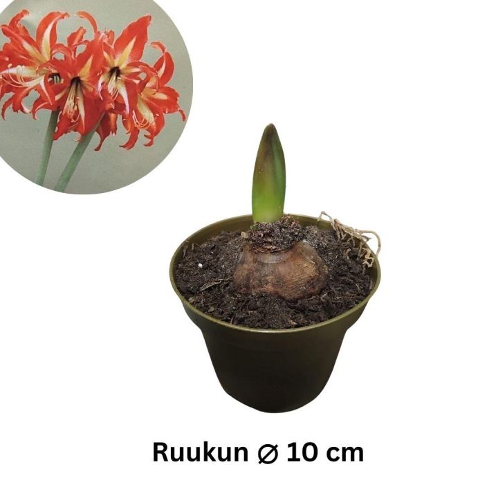 RITARINKUKKA (Amaryllis) 'SWAZI' Hippeastrum 'Swazi' P10 ERIKOISLAJIKE! Harvoin tarjolla: sirokukkainen, pienikasvuinen RITARINKUKKA (Amaryllis) 'SWAZI' Hippeastrum 'Swazi' P10 ERIKOISLAJIKE! Harvoin tarjolla: sirokukkainen, pienikasvuinen