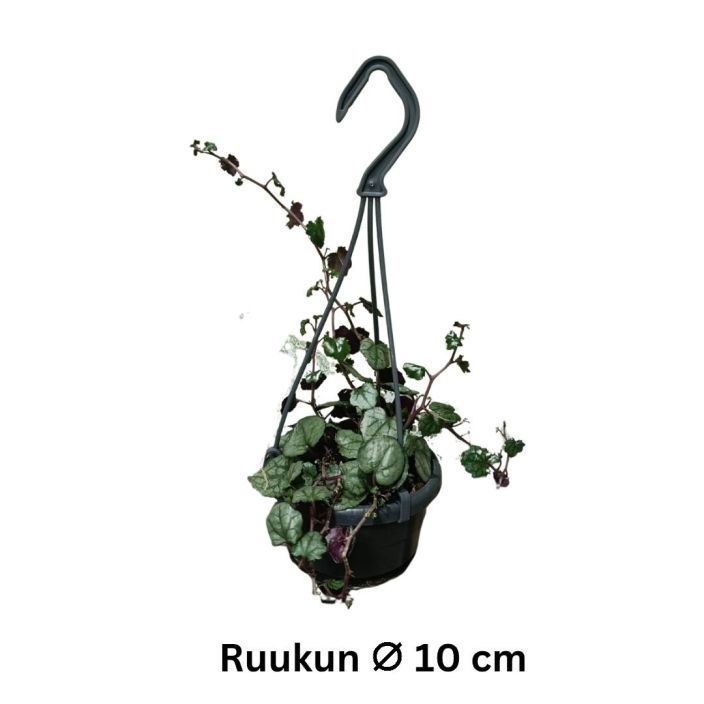 VILLAKKO Senecio bryoniifolius P10,5 Kaunislehtinen kasvi esim. amppeliin / HARVOIN TARJOLLA! VILLAKKO Senecio bryoniifolius P10,5 Kaunislehtinen kasvi esim. amppeliin / HARVOIN TARJOLLA!