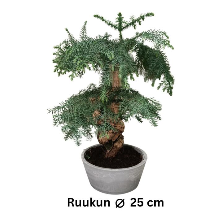 AUSTRALIANARAUKARIA Araucaria cunninghamii BONSAI P25 Toiveissa havubonsai sisakasviksi? Tassa olisi / VAIN NOUTO