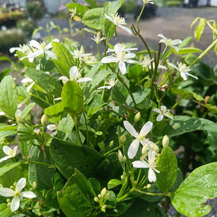 MANTSURIANKARHO Clematis mandschurica At 2L Helppohoitoinen, pitkakukintainen karho. Taimen korkeus 70-80cm / VAIN NOUTO MANTSURIANKARHO Clematis mandschurica At 2L Helppohoitoinen, pitkakukintainen karho. Taimen korkeus 70-80cm / VAIN NOUTO
