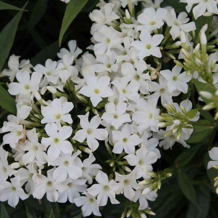 Phlox paniculata 'Early White', syysleimu Phlox paniculata 'Early White', syysleimu