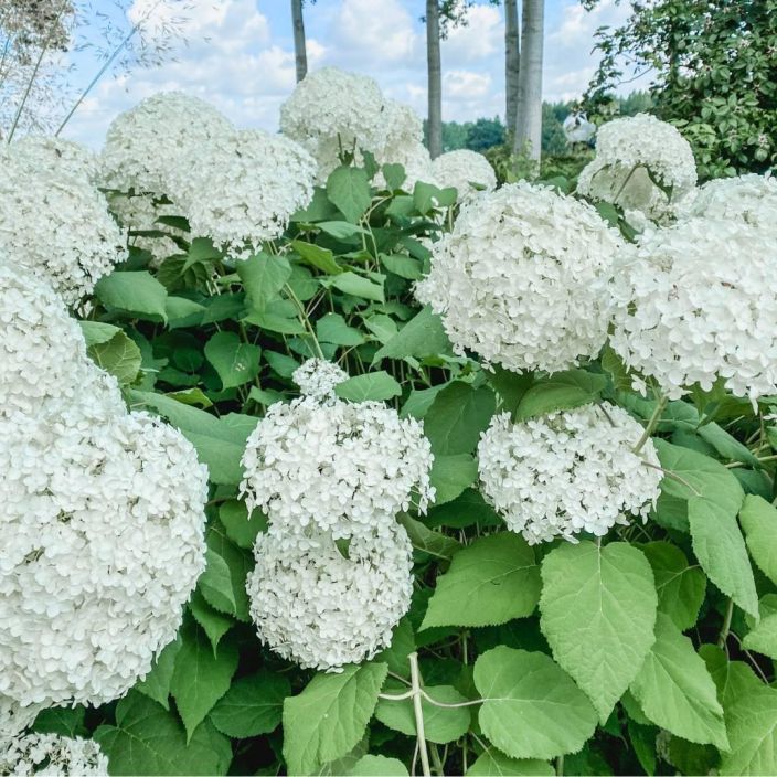 pallohortensia 'Annabelle' Hydrangea arborescens 'Annabelle' VAIN NOUTO pallohortensia 'Annabelle' Hydrangea arborescens 'Annabelle' VAIN NOUTO