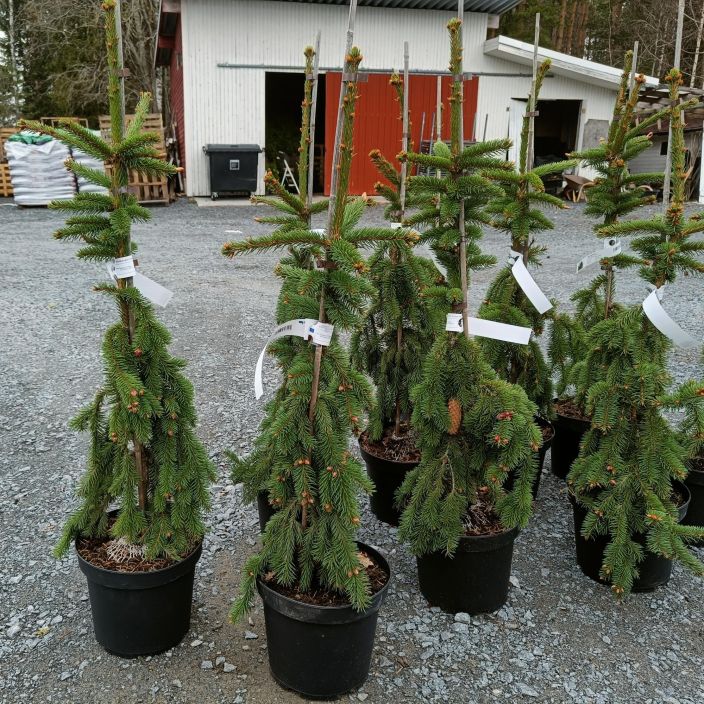 SURUKUUSI Picea abies f. pendula 80-100 cm Metsakuusen riippuvaoksainen ja hyvin kapea muoto / VAIN NOUTO