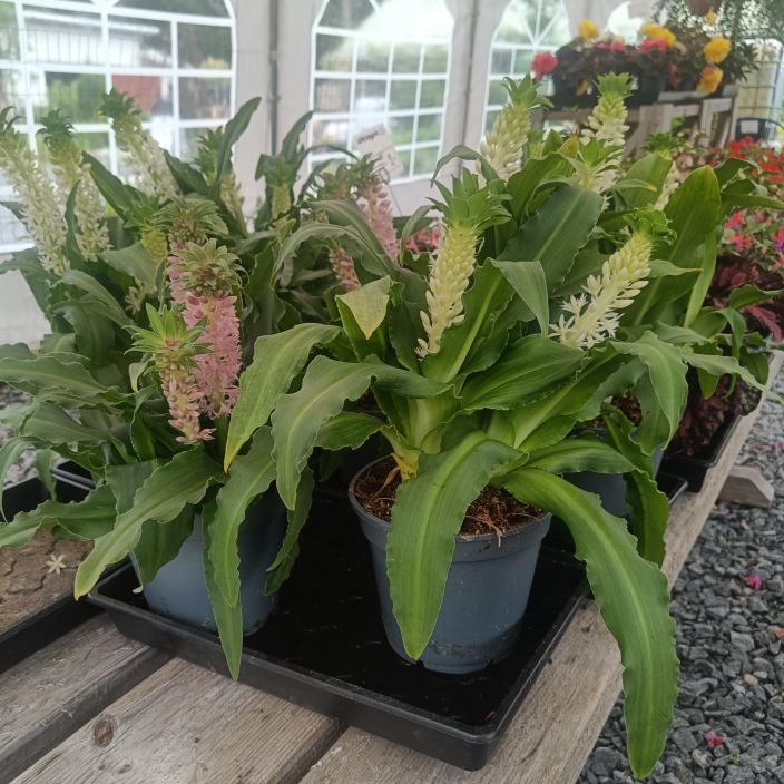 TOYHTOVANA MIX Eucomis Mix P17 Etela-Afrikkalainen sipulikasvi kesaksi ulos ja talveksi huonekasviksi TOYHTOVANA MIX Eucomis Mix P17 Etela-Afrikkalainen sipulikasvi kesaksi ulos ja talveksi huonekasviksi