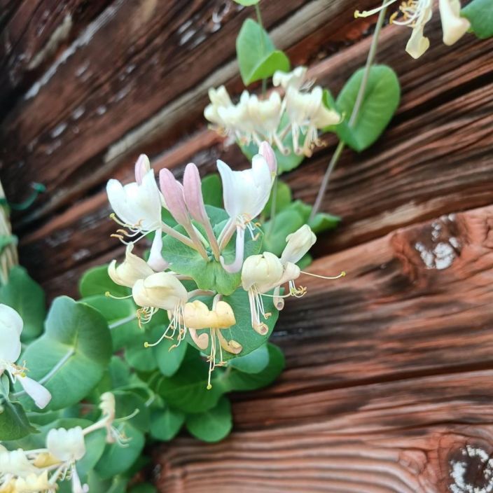 Lonicera caprifolium 'Inga', Tuoksukoynnoskuusama VAIN NOUTO Lonicera caprifolium 'Inga', Tuoksukoynnoskuusama VAIN NOUTO