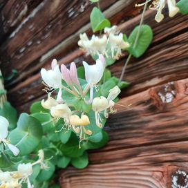 TUOKSUKÖYNNÖSKUUSAMA Lonicera caprifolium AT 2L