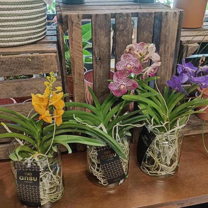 VANDA Vanda mix lasimaljakossa P14 Korkeassa ilmankosteudessa viihtyva, suurikukkainen orkidea / Saapuneet meille kukkivina