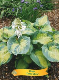 JALOKUUNLILJA 'COLOR GLORY' Hosta 'Color Glory' P11