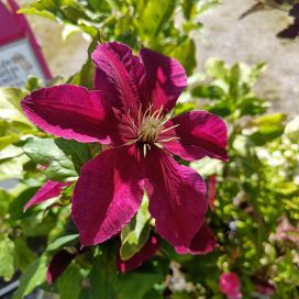LOISTOKÄRHÖ 'NIOBE' Clematis jackmannii 'Niobe' At 2L