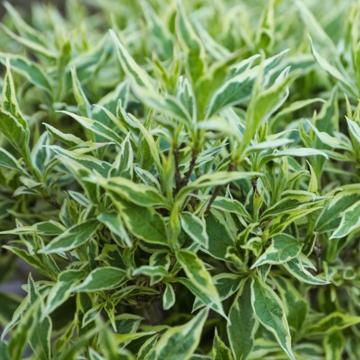 KIRJOVUOHENKUUSAMA 'COOL SPLASH' Diervilla sessilifolia TULOSSA ENNAKKOMYYNTIIN 15.3. / Aurinkoisella ja varjoisemmallakin KIRJOVUOHENKUUSAMA 'COOL SPLASH' Diervilla sessilifolia TULOSSA ENNAKKOMYYNTIIN 15.3. / Aurinkoisella ja varjoisemmallakin