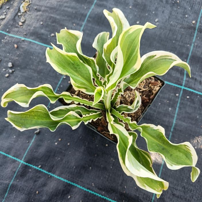 KUUNLILJA 'LET'S TWIST AGAIN' Hosta 'Let's Twist Again' P11 Kirjava- ja kiharalehtinen kuunlilja KUUNLILJA 'LET'S TWIST AGAIN' Hosta 'Let's Twist Again' P11 Kirjava- ja kiharalehtinen kuunlilja