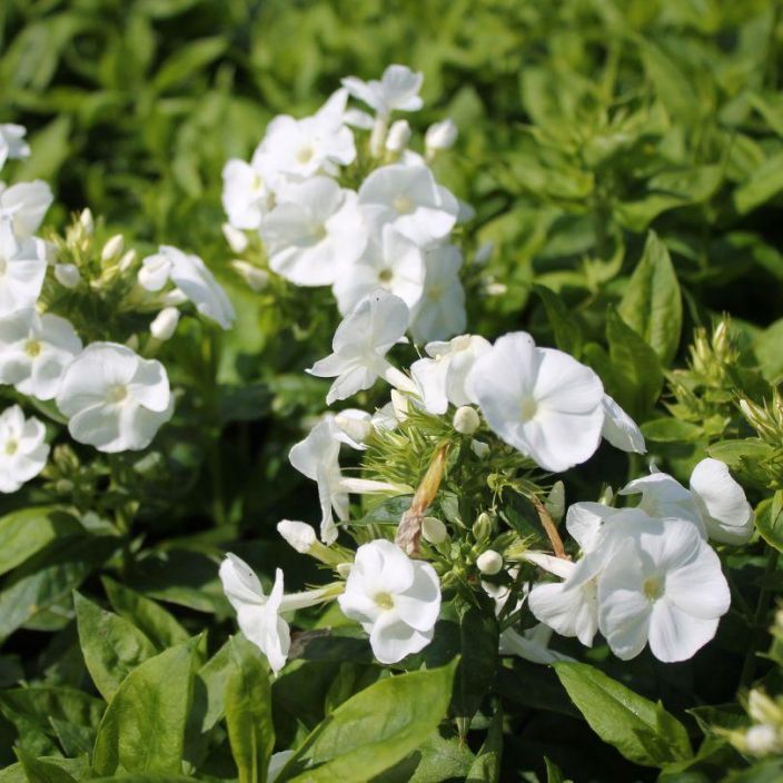 Phlox paniculata 'Younique White', syysleimu Phlox paniculata 'Younique White', syysleimu