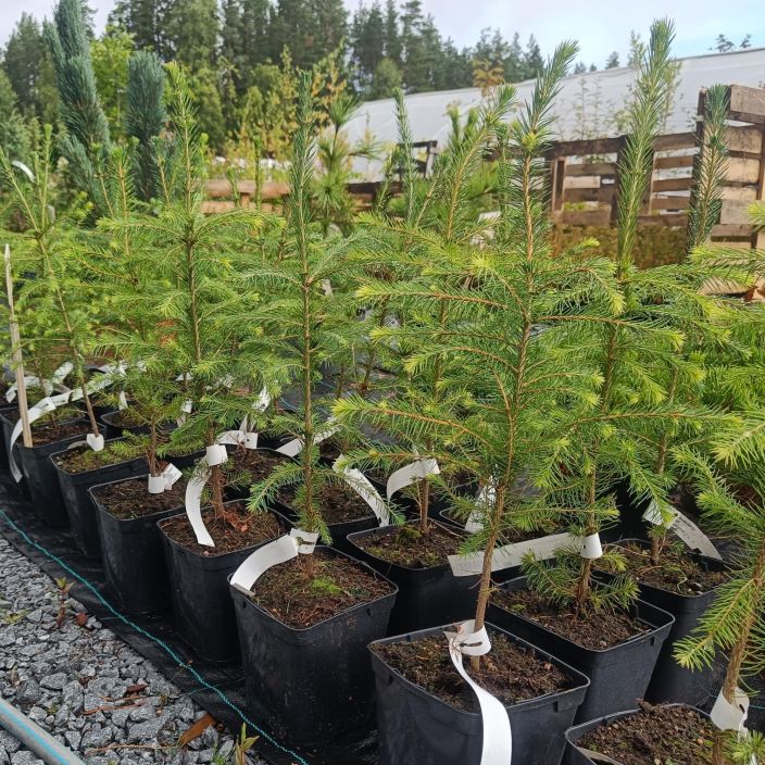 METSAKUUSI Picea abies 40-60 cm Metsakuusen taimi yksittaisistutuksiin tai aitavarkiksi, korkeus 40-60 cm / VAIN NOUTO