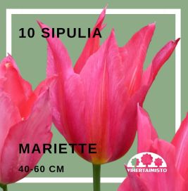 TULIPA 'MARIETTE' Tulipa 'Mariette' 10 sipulia