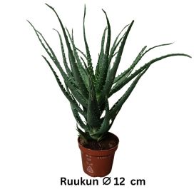 ROHTOALOE Aloe arborescens P12