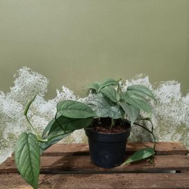 KULTAKÖYNNÖS 'CEBU BLUE' Epipremnum pinnatum 'Cebu Blue' P12