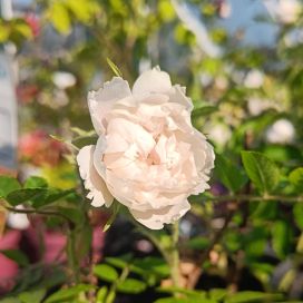NEILIKKARUUSU 'WHITE GROOTENDORST' Rosa 'White Grootendorst' AT 3L