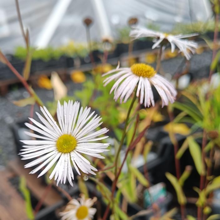 JALOKALLIOINEN 'SOMMERSCHNEE / SOMMERNEUSCHNEE' Erigeron specosus 'Sommerschnee' / 'Sommerneuschnee' P12 Hento, JALOKALLIOINEN 'SOMMERSCHNEE / SOMMERNEUSCHNEE' Erigeron specosus 'Sommerschnee' / 'Sommerneuschnee' P12 Hento,