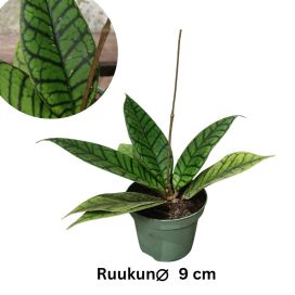 POSLIINIKUKKA 'KAL 16' Hoya callistophylla 'Kal 16' P9