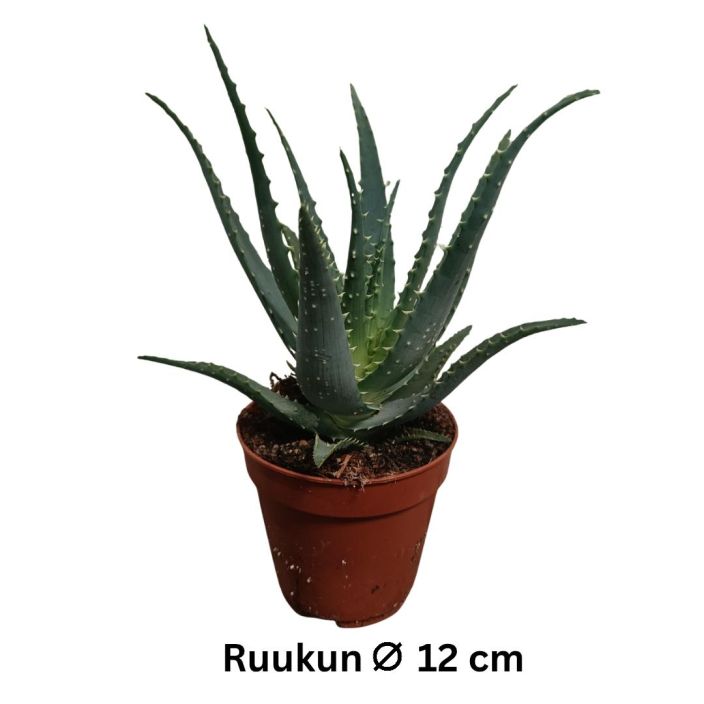 ROHTOALOE Aloe arborescens P12 Mehikasvi, jonka lehden reunat ovat piikikkaat ROHTOALOE Aloe arborescens P12 Mehikasvi, jonka lehden reunat ovat piikikkaat