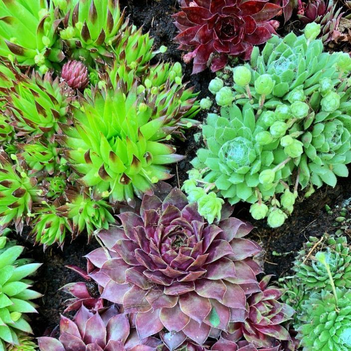 MEHITAHTI MIX Sempervivum mix P10 ENNAKKO! TOIMITUS 6.5 ALKAEN. Sekoitus erilaisia mehitahtia. Emme voi taata tietyn MEHITAHTI MIX Sempervivum mix P10 ENNAKKO! TOIMITUS 6.5 ALKAEN. Sekoitus erilaisia mehitahtia. Emme voi taata tietyn
