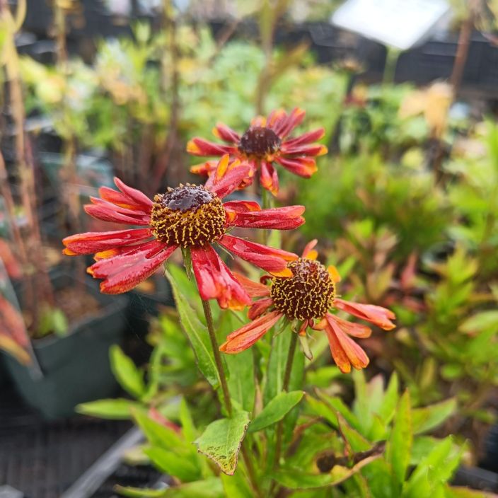 SYYSHOHDEKUKKA 'SIESTA' Helenium 'Siesta' P10 Loppukesalla kukkiva, nayttava perenna SYYSHOHDEKUKKA 'SIESTA' Helenium 'Siesta' P10 Loppukesalla kukkiva, nayttava perenna