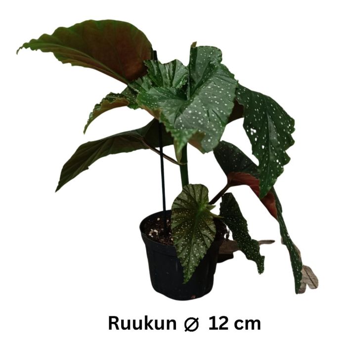 ENKELINSIIPI / KORALLIBEGONIA Begonia maculata P12 Taplikaslehtinen begonia