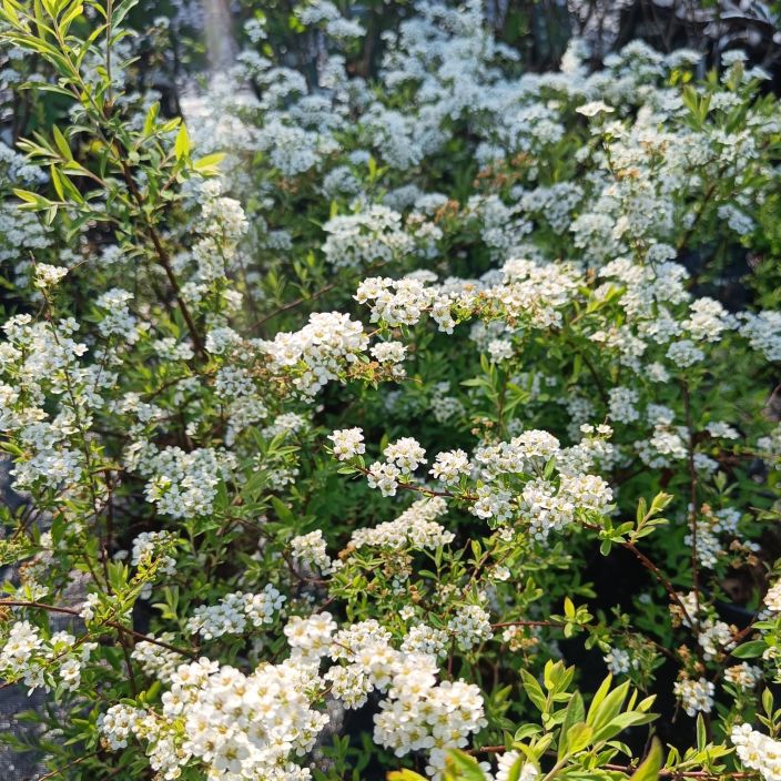 NORJANANGERVO 'GREFSHEIM' Spiraea 'Grefsheim' Aikaisin kukkiva kaunis pikkupensas./ VAIN NOUTO NORJANANGERVO 'GREFSHEIM' Spiraea 'Grefsheim' Aikaisin kukkiva kaunis pikkupensas./ VAIN NOUTO